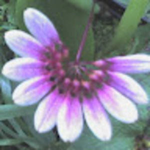 Meet your Posher, Lizzy